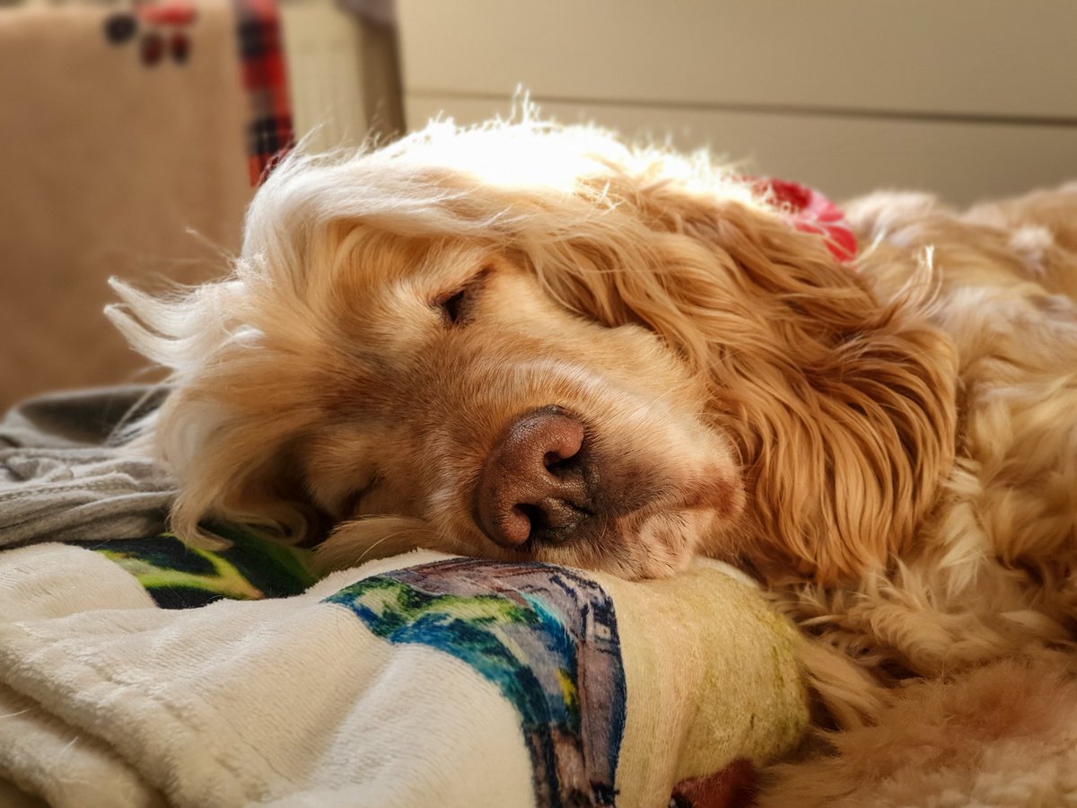 Hearing dog Albert has a very busy afternoon planned 🤣
