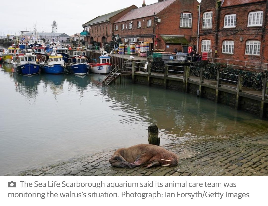 JakubKrupa's tweet image. Rada miejska Scarborough w północno-wschodniej Anglii odwołała noworoczny pokaz fajerwerków, bo w miejskiej przystani zatrzymał się i zdrzemnął arktyczny mors, więc nie chcą go budzić...

... i już wiem, że ciężko byłoby o lepsze zaczęcie nowego roku.