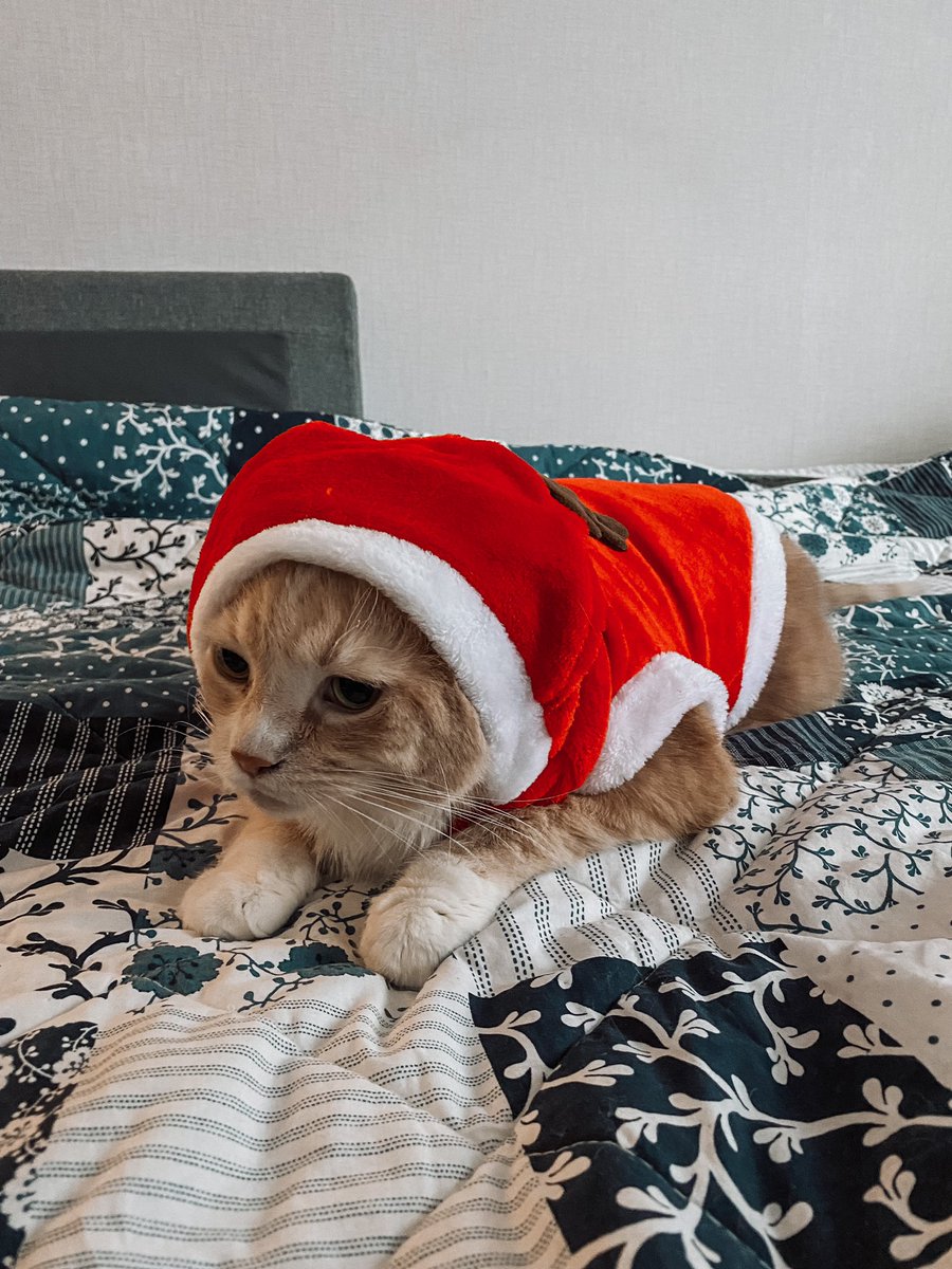 кот олень 👀