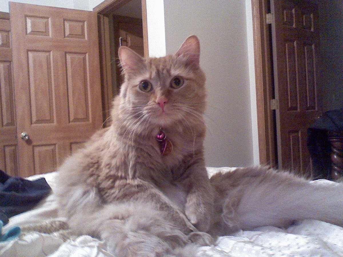 My sweet girl Cosa RIP baby. 17 years old. 😭 😭 😭