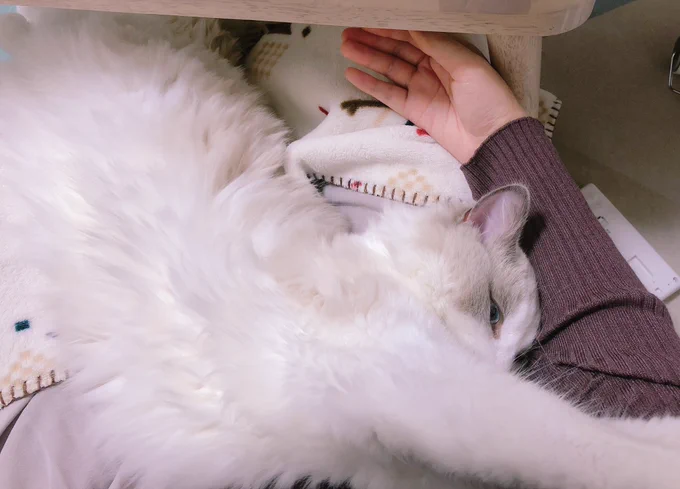 避ける気ゼロ 