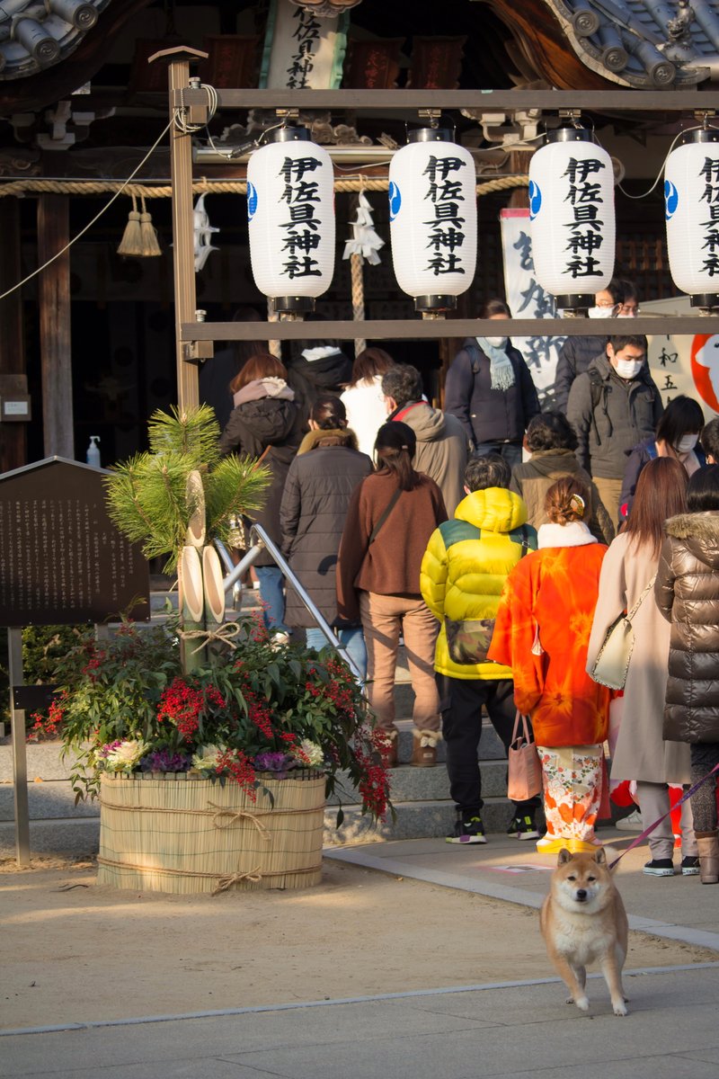 terupapa39's tweet photo. 今日はお天気が良かったので、近くの神社へ初詣。
久しぶりにKissデジを持ち出しました。
このシステムは軽くてスナップに丁度良いです。(^-^)

#スナップ #CANON #EOS #EOS_KissX7 #EF_S55_250mm https://t.co/M2H06pYSow
