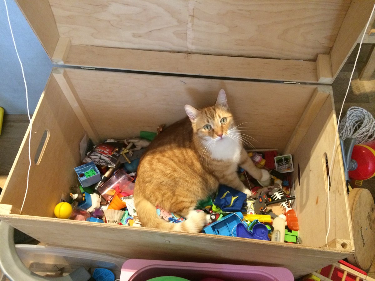 Popcorn helping with the New Year's cleaning spree.