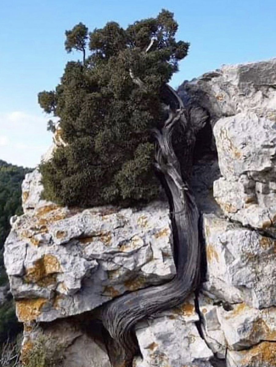 🌳😎Bonne année 2023 !😎🌳 Que les arbres alentour vous procurent santé (respirez!), joie (observez!}, sérénité (écoutez!😉) et inspiration (apprenez!), bref plein de bonnes choses où que vous soyez 😎😊😎