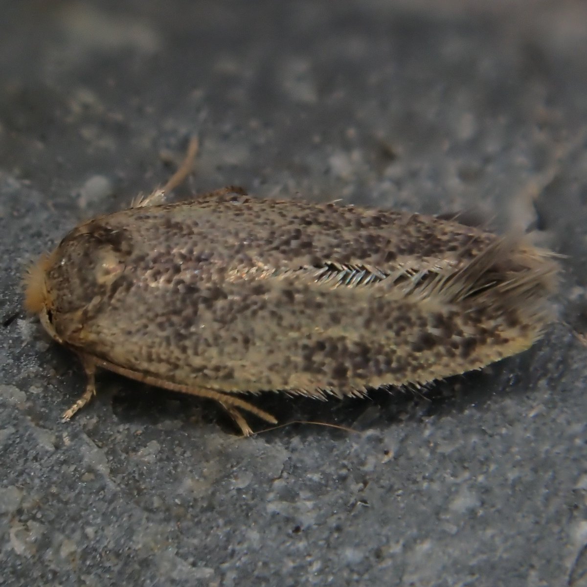 Highlights from 2022 Glos #moth group trapping events, courtesy of <a href="/MothduJour/">SteveF</a>. Square-spot Dart from a baking hot August night at Bromsberrow, first Glos record since 1866. Zimmermannia amani from trapping at Hartpury Uni woodland in July, v few UK records and 1st for VC.