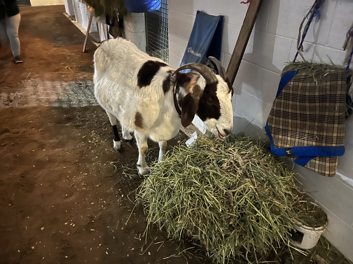 Jeffreybarngoat's tweet photo. Glad to be back home- decided to ring in the New Year last night and must have taken a few wrong turns #goatslife ⁦@cibelliracing⁩ today …sleep and eat! #newyearsresolution stay home at night✅ https://t.co/CKmrfPKKq0