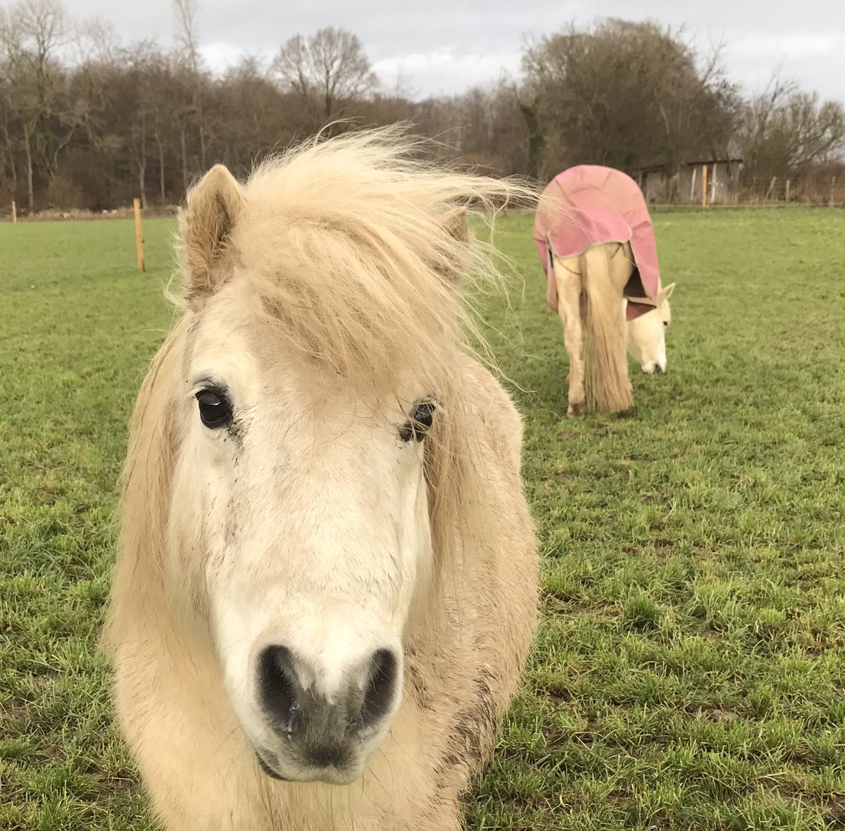 shetlandbook's tweet photo. What a terrible and long night! We need to do something about fireworks. The veterans, the wildlife, our livestock and pets are suffering. #ponyhour https://t.co/zIO3BwOFva