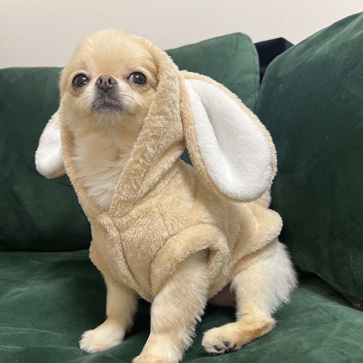 hymame_'s tweet photo. あけましておめでとうございます卯年ということでうさぎになってみましたの犬 https://t.co/eEYUjNiXk0