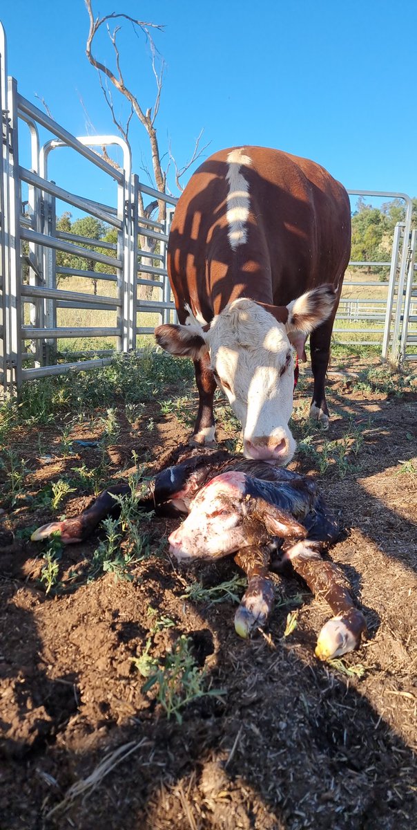 pasin23's tweet photo. Took some convincing, but we got there! Final Calf for 2022! https://t.co/d6MZWDf0va