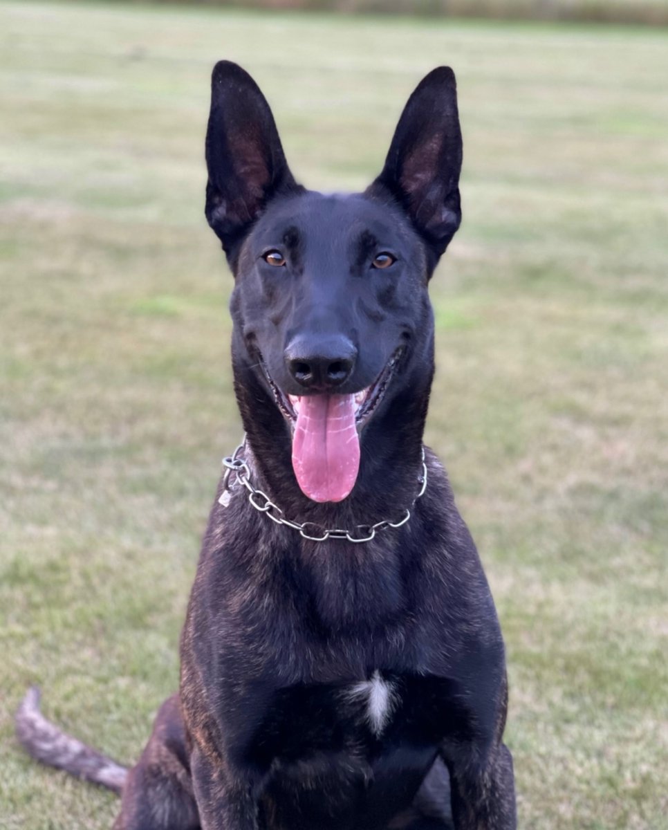 ChNWPoliceDogs's tweet photo. Following a high speed pursuit from Merseyside into Cheshire, 3 male’s decamped from a vehicle and made off. PD Toro attended and found 2 of the males hiding in bushes. One complied but the other decided to run. He quickly found out why you don’t run from a Police Dog. 

#PDToro https://t.co/6XG4jcw00X