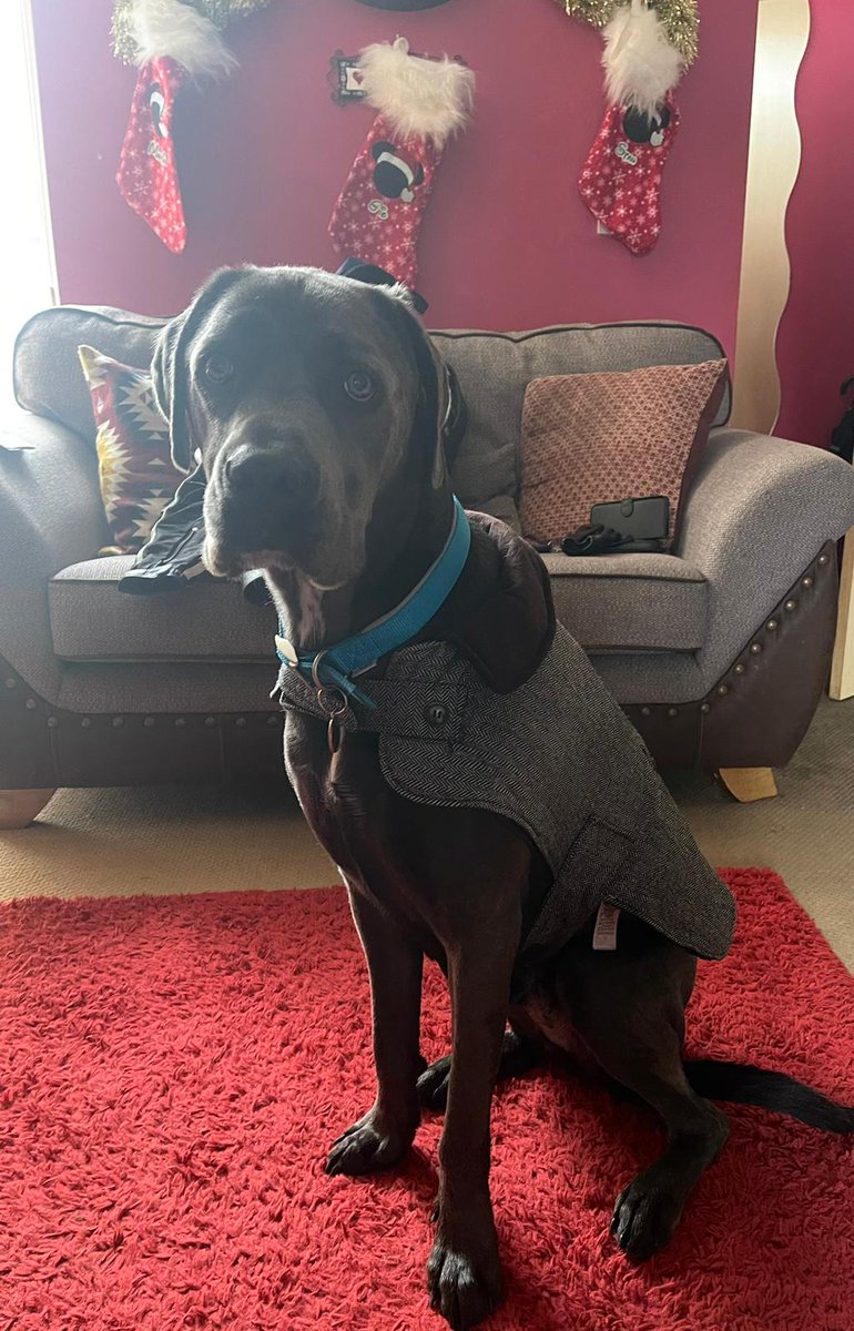gio_cso's tweet photo. It's me as Sherlock Bones on da hunt for treats!! Happy New Year @scouseleder @ScouseB @DT_Merseyside @DogsTrust #HappyHound https://t.co/4daSV4aLV5