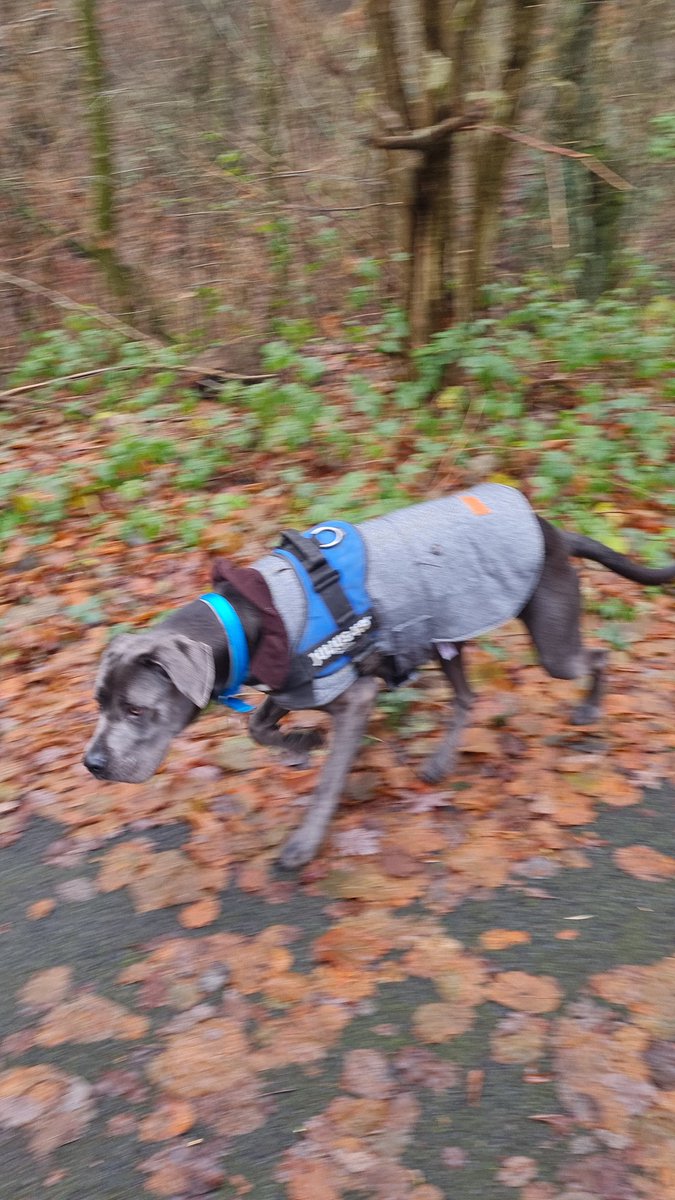gio_cso's tweet photo. It's me as Sherlock Bones on da hunt for treats!! Happy New Year @scouseleder @ScouseB @DT_Merseyside @DogsTrust #HappyHound https://t.co/4daSV4aLV5