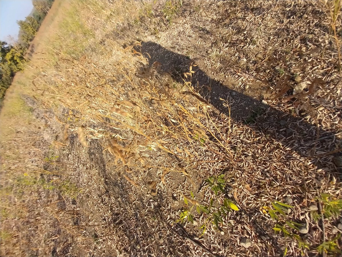 Anandemptybrain's tweet image. @CMOMaharashtra @mieknathshinde @Dev_Fadnavis @narendramodi @nitin_gadkari tur crop damaged due to weather. Place: talegaon shamjipant. Need govt help 
#SOS
#CROPDAMAGE
#ClimateIssue
#PMOIndia 
#CMOMaharashtra
#FarmerDistress