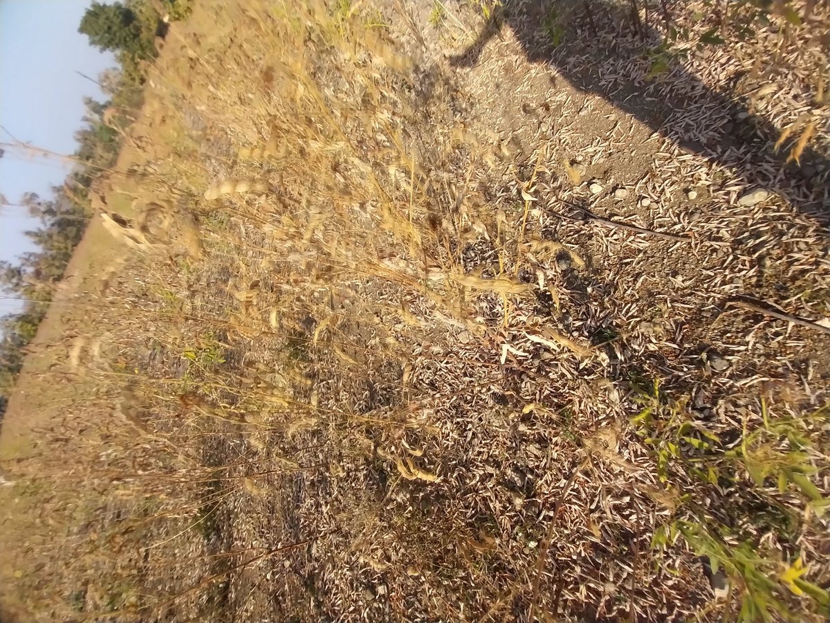 Anandemptybrain's tweet image. @CMOMaharashtra @mieknathshinde @Dev_Fadnavis @narendramodi @nitin_gadkari tur crop damaged due to weather. Place: talegaon shamjipant. Need govt help 
#SOS
#CROPDAMAGE
#ClimateIssue
#PMOIndia 
#CMOMaharashtra
#FarmerDistress