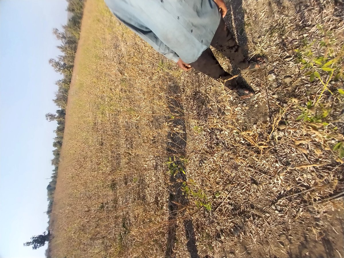 Anandemptybrain's tweet image. @CMOMaharashtra @mieknathshinde @Dev_Fadnavis @narendramodi @nitin_gadkari tur crop damaged due to weather. Place: talegaon shamjipant. Need govt help 
#SOS
#CROPDAMAGE
#ClimateIssue
#PMOIndia 
#CMOMaharashtra
#FarmerDistress