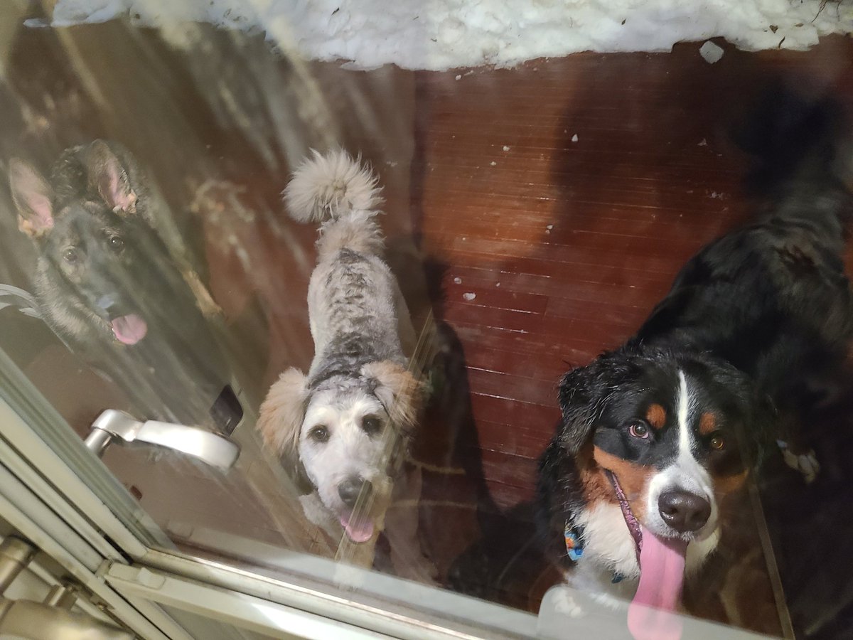 LetsGoThor's tweet photo. Hello frens!! Happy New Year!! Had a great party with my frens Sarge and Moose and our pawrents!! 🐾 https://t.co/8qgzhexBOT