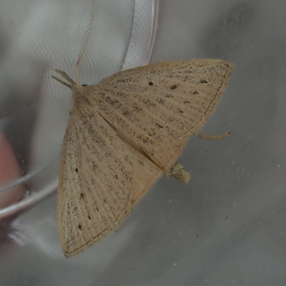 Seb Buckton (@sebinnature) on Twitter photo A memorable day of #moths in June 2022, starting with Silky Wave in the Avon gorge and ending with new-for- S-Wales Dotted Fan-foot at Magor Marsh with <a href="/gmtord/">George Tordoff</a>, after a tortuous 3hr journey from home to that should have taken 40 minutes but for a lorry fire on the Severn Bridge. A memorable day of #moths in June 2022, starting with Silky Wave in the Avon gorge and ending with new-for- S-Wales Dotted Fan-foot at Magor Marsh with <a href="/gmtord/">George Tordoff</a>, after a tortuous 3hr journey from home to that should have taken 40 minutes but for a lorry fire on the Severn Bridge.