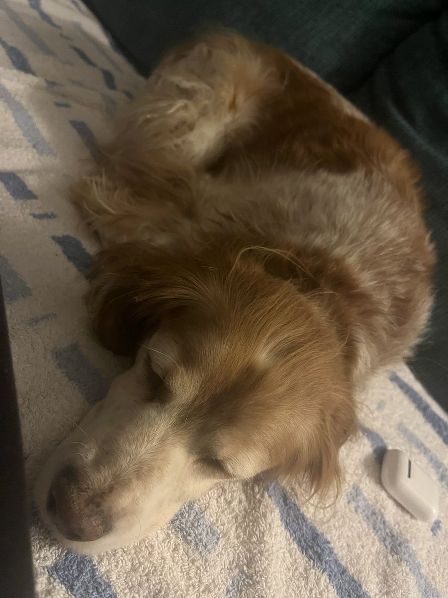 shiningyoong's tweet photo. Ich hab mir so Sorgen dieses Jahr gemacht wegen meinen Hunden, vor allem weil der ältere laute Geräusche überhaupt nicht mag. Tja, inzwischen hat er wohl sein Gehör genug verloren um das neue Jahr zu verschlafen 😂 https://t.co/9Osyu1oqyf