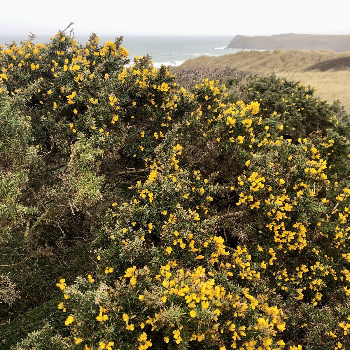 Gorse on Gear Sands brightening up a rather grey new year’s morning in Cornwall. Other than the gorse and an occasional daisy nothing else to report unfortunately! @BSBIbotany #NewYearPlantHunt
