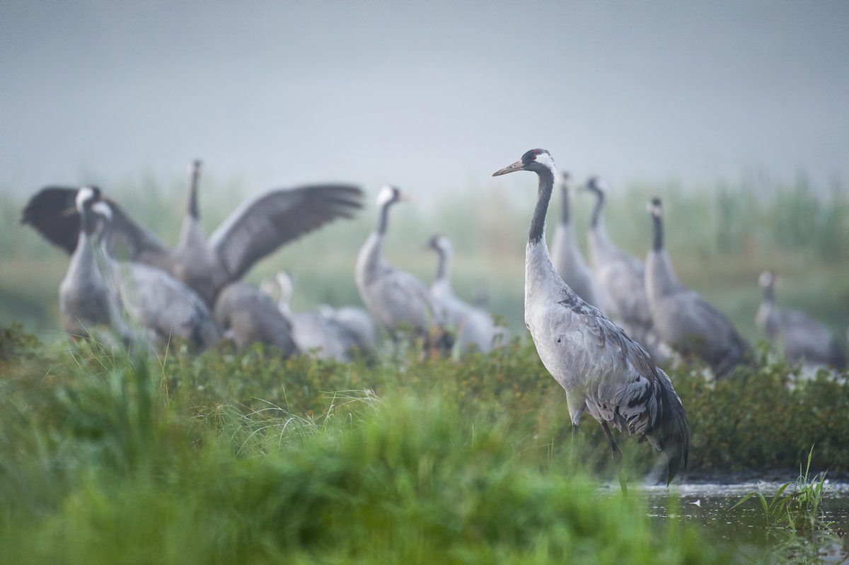 Here's my top 10 good news stories for nature from 2022, yes there has been good news! 

1. Cranes are successfully breeding in Ireland for the first time in 300 years! Shows the power of rewilding 🍾
(📸Karol Waszkiewicz)...
kraniche.de/en/news/first-…