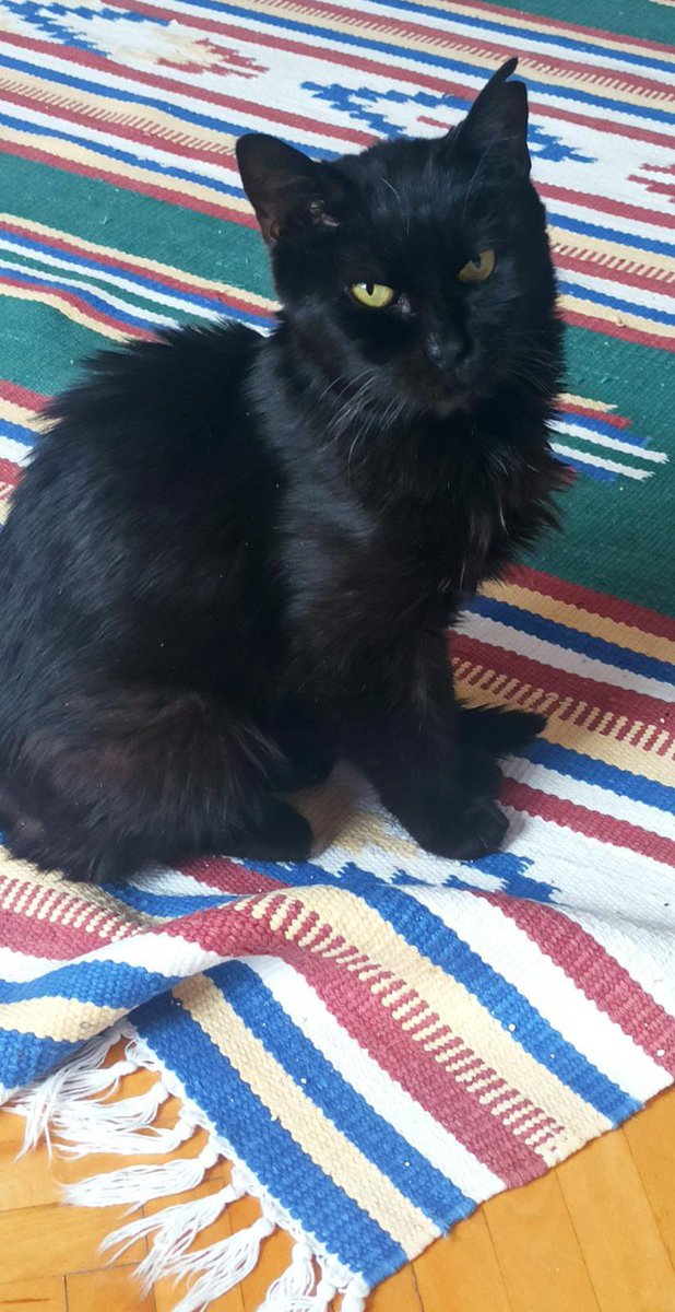 #KaraKız için Şubat 2022’den beri yuva arıyorum. Böbrek hastası bir sokak kedisi. Sokağa geri dönemez. Dönmesi ölmesi demek. Kimseye yuvası olun demiyorum. Buna hakkım yok ama ilanı paylaşılsın diye yalvarmaktan çok yoruldum. #ankara #istanbul #yuvaarıyor
<a href="/ABorcbakan/">Aylin Borçbakan</a>