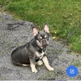 millypod1's tweet photo. ๐30 DEC 2022 #Lost KENOBI #ScanMe
Grey Tan French Bulldog Male #PUPPY
nr Premier Store #Poolstock area Worsley Mesnes #Wigan #WN3
https://t.co/wYAp74aI6o https://t.co/9FyGdKBAnN