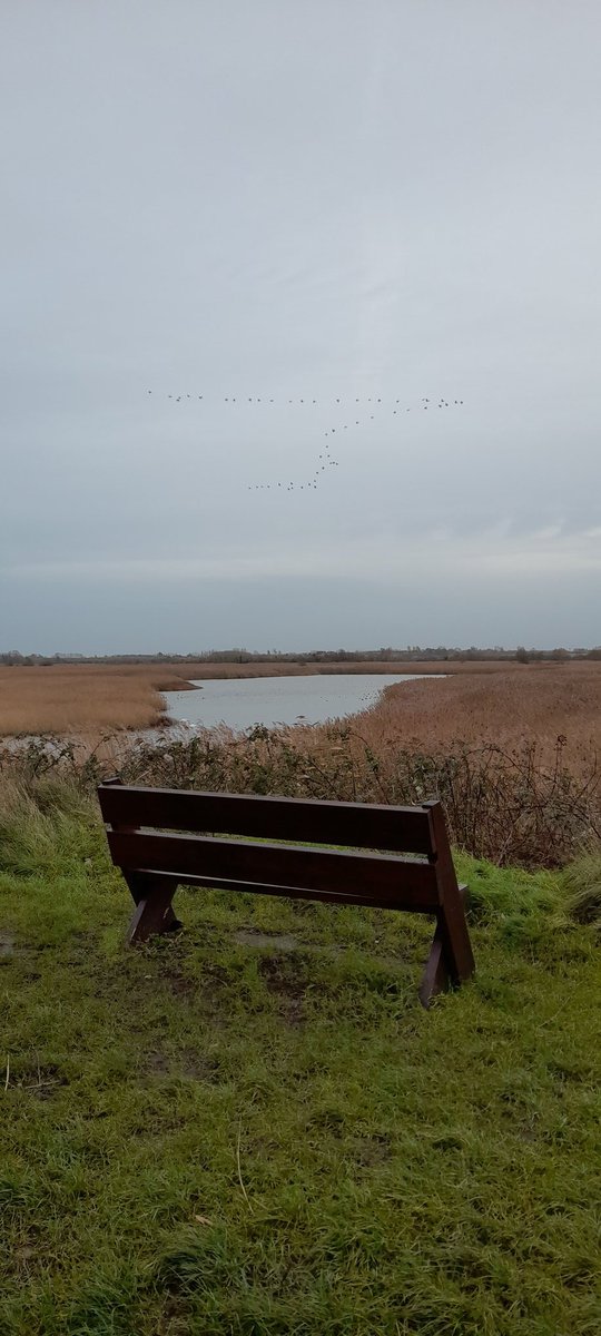 Marc Heath (@marcheathym007) on Twitter photo Spent the day in the Stour Valley noting 68 species. Highlights included 2 Hen Harrier, 1 Nuthatch, 3 Woodcock, 2 Pintail, 1 Merlin and 1 Great White Egret. Full list on the link.  ebird.org/checklist/S125… <a href="/WilsonMartyn/">martyn wilson</a> <a href="/KentishPlover/">KOS</a> Spent the day in the Stour Valley noting 68 species. Highlights included 2 Hen Harrier, 1 Nuthatch, 3 Woodcock, 2 Pintail, 1 Merlin and 1 Great White Egret. Full list on the link.  ebird.org/checklist/S125… <a href="/WilsonMartyn/">martyn wilson</a> <a href="/KentishPlover/">KOS</a>