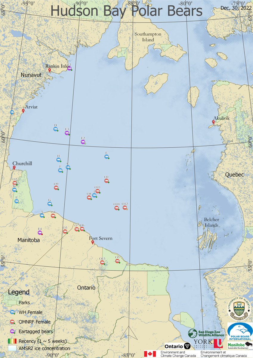 AEDerocher's tweet photo. Hudson Bay polar bears we're tracking by satellite are well offshore - it's not prime seal hunting until the spring but the bears slow mass loss with some kills over winter. Bears on land are pregnant (or dropped tags). https://t.co/YjNo3g3aSN