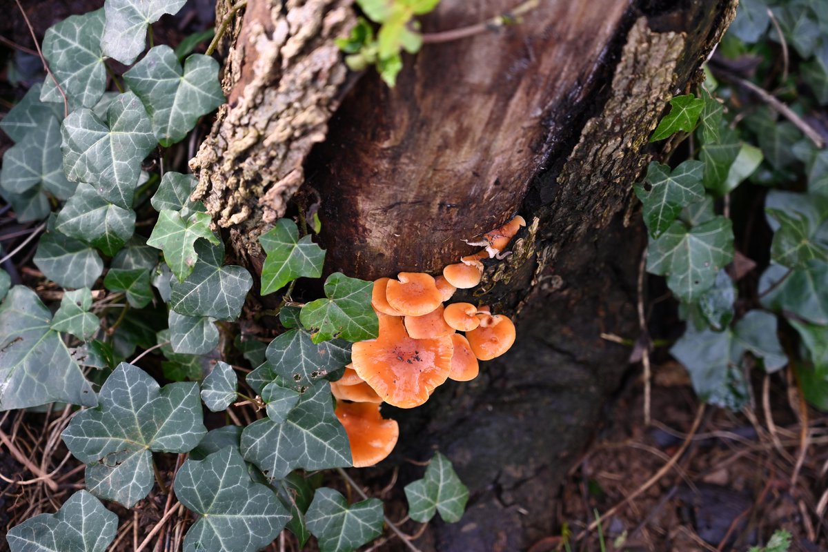 Bytheriverside3's tweet photo. Bright orange fungi
#treefungi #fungi #nature https://t.co/i8NXlv1iUv
