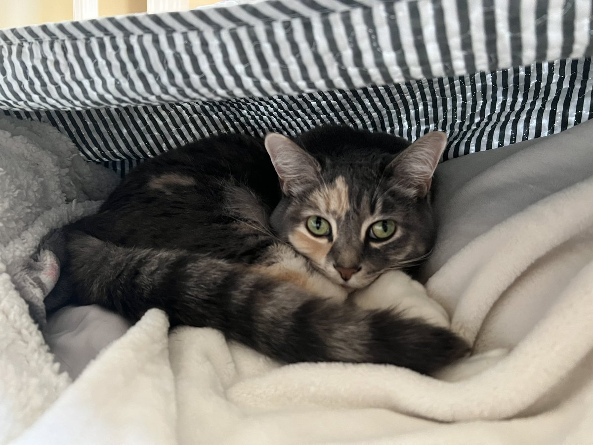 yaleylor's tweet photo. new year, new blanket fort 🥹 https://t.co/QTpAXbvClH