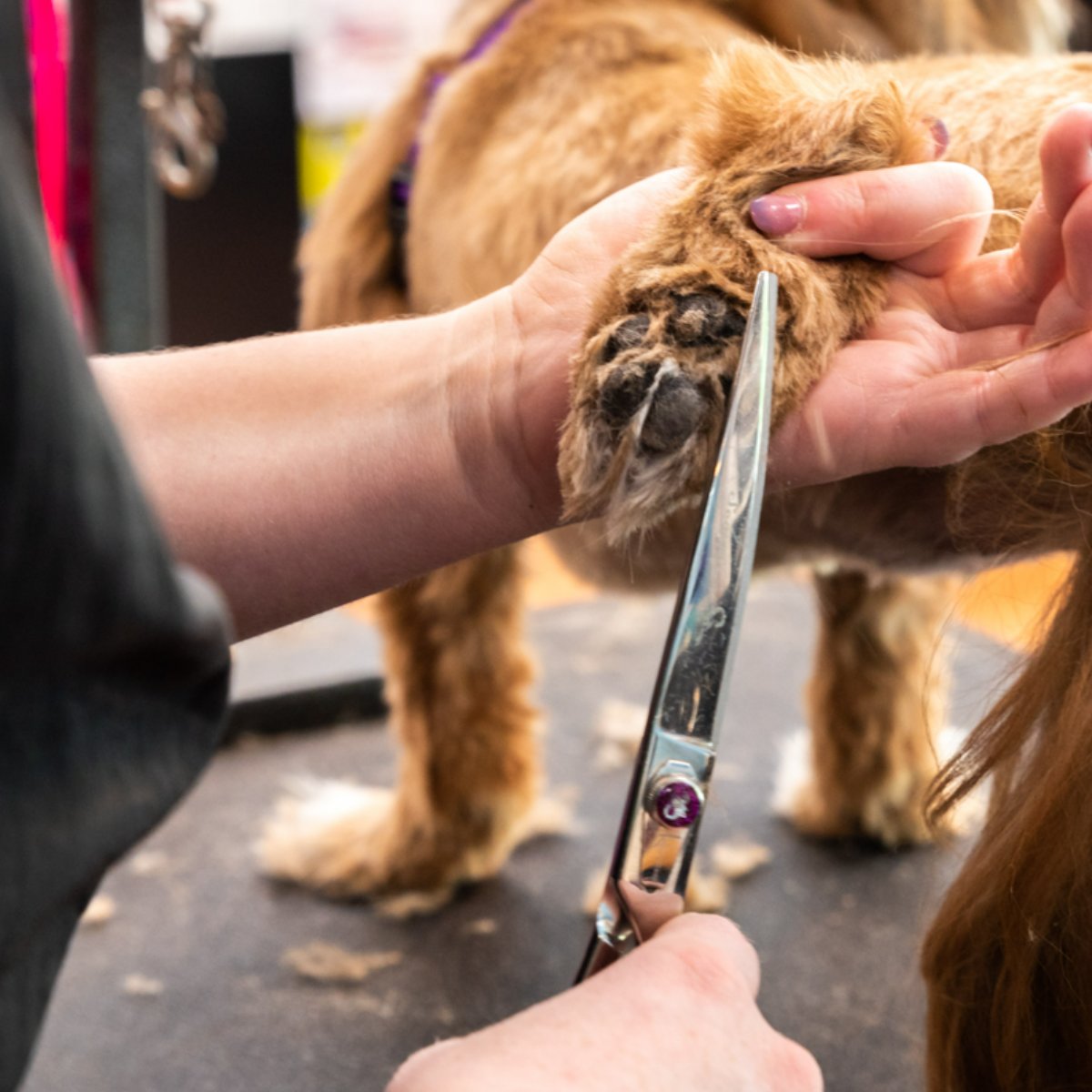 ACutAboveNY's tweet photo. This year, our resolution is the same as it is every year: Provide New York with the best pet grooming around. https://t.co/M5EQND3Pao
