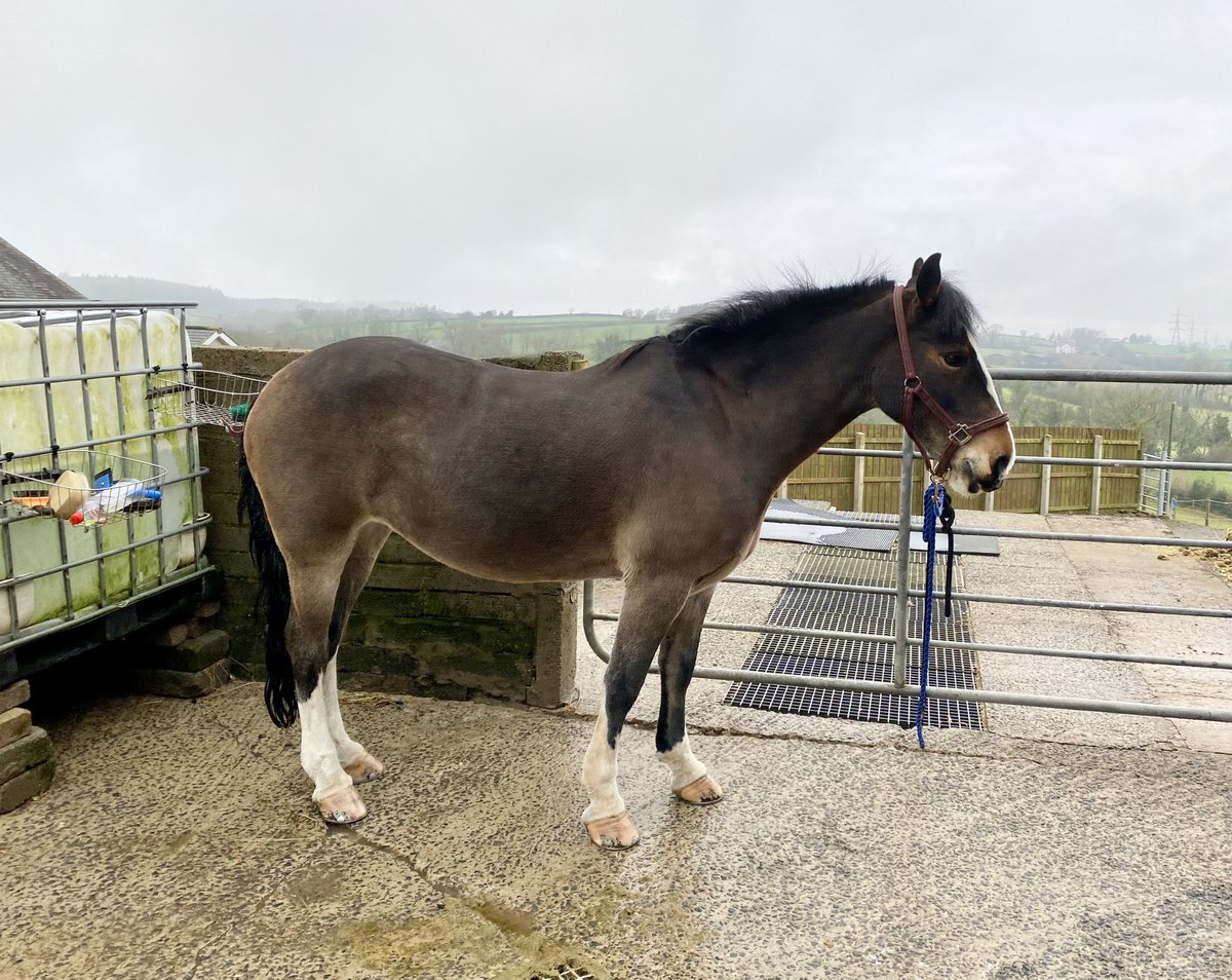 carol199's tweet photo. What better way to start 2023 than spending time with a pony? 🥰 Happy New Year everyone! #HappyNewYear #Roxy #GoodPony #StartAsYouMeanToGoOn https://t.co/FluhgMOO45