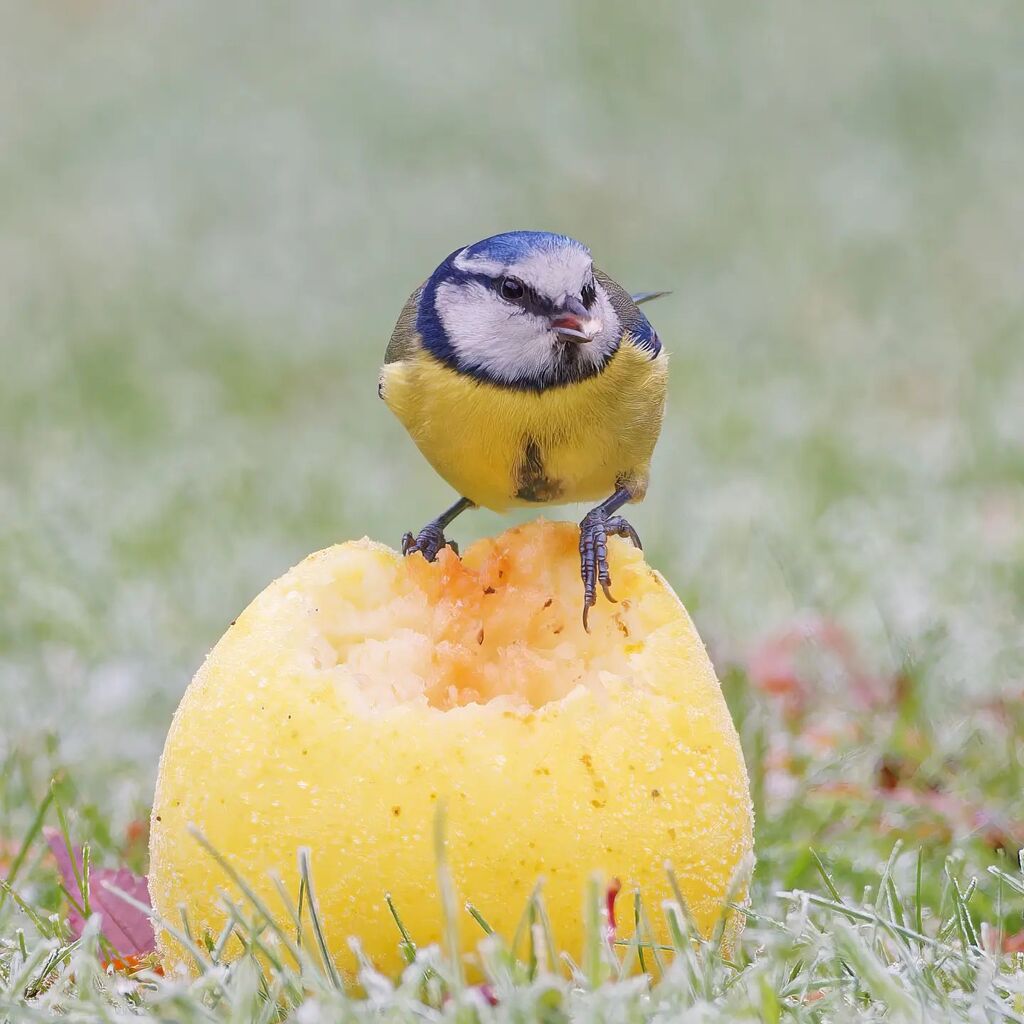 A Blue Tit feeding on one of the windfall apples I'd put on the lawn for the birds during the cold spell a couple of weeks ago.

#wildlifephotography #wildlife #uk_photooftheday #birdphotography #ukbirds
#britishwildlife #uk_wildlife_images #birds_adored… instagr.am/p/Cm4XWecKvGG/