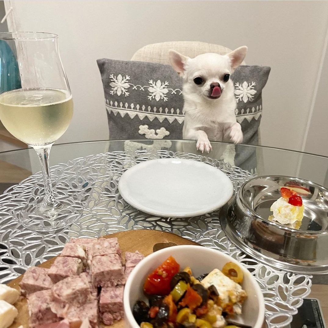🐶🎄👍