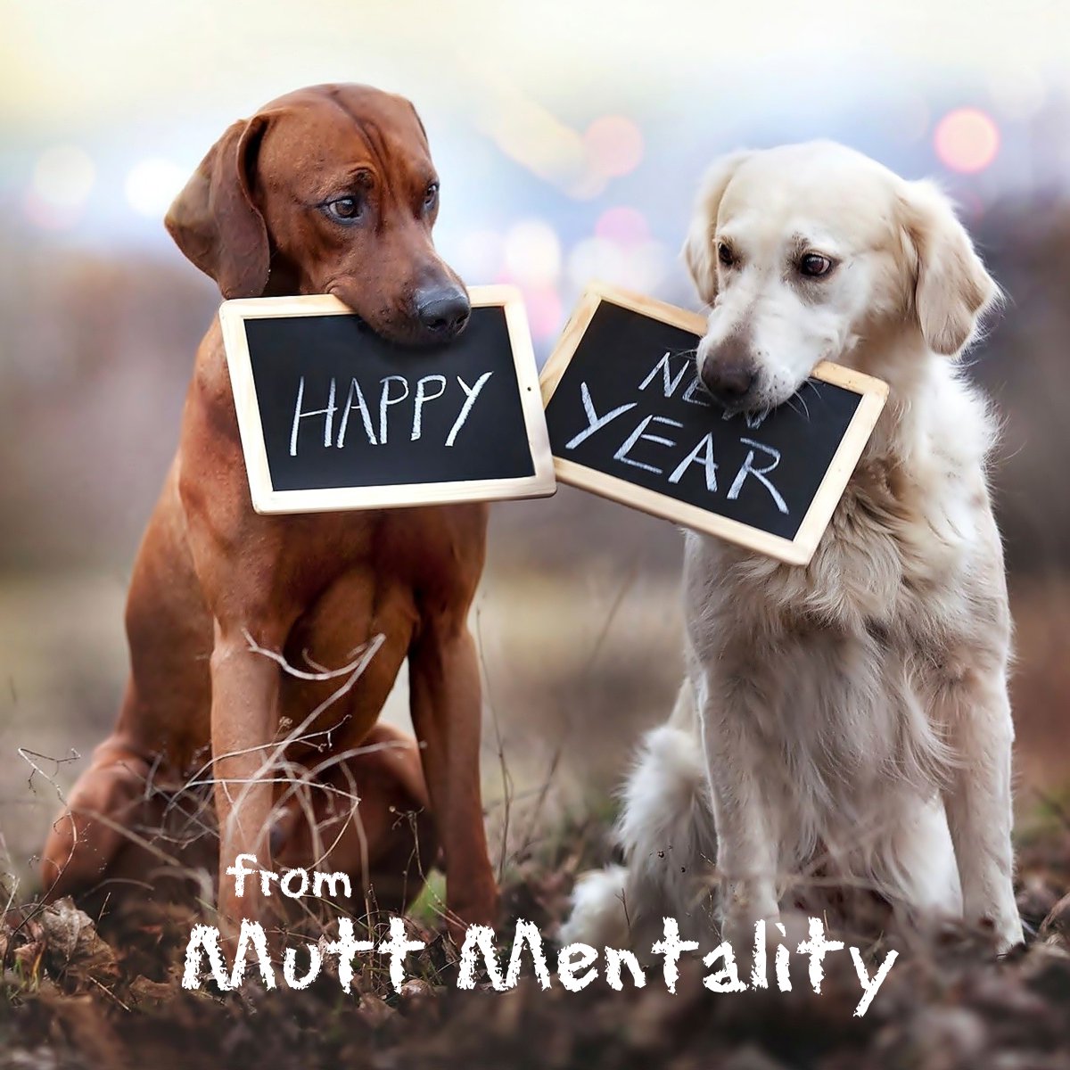 Mutt Mentality (@LicksLove) / Posts / X