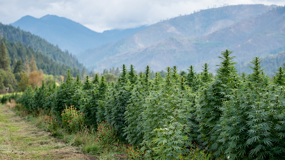 In 2022, Outdoor Cannabis and Hemp Growers Braced for and Encountered Climate Change Effects dlvr.it/SgDbmF