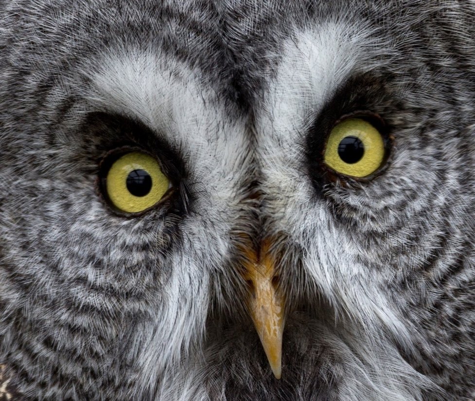 Happy New Year to all our followers! 

Today we have a close up of our Great Grey owl, Odin. I always think that an owl doesn't look at you - it looks through you! You won't win a staring contest with an owl, that's for sure! crowdfunder.co.uk/p/talons-owls-…
#fundraising #funding