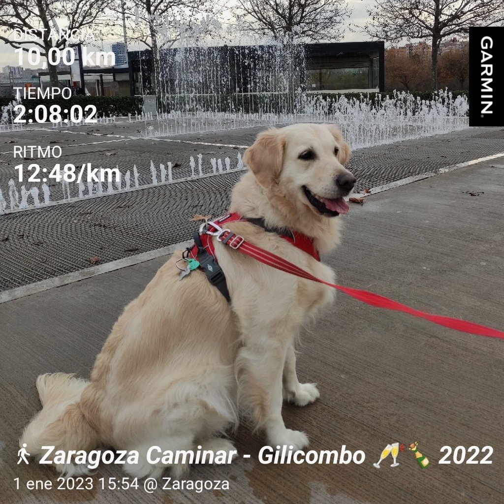kalamerry_gr's tweet photo. 🐾🐾 2/3 @gilicombo ... 👣 @MariaTorresSanz ... En unos días 3/3... 🦮💪🏼... (¡¡ Que nada pare el @gilicombo !!) https://t.co/XxjLC3Inaw