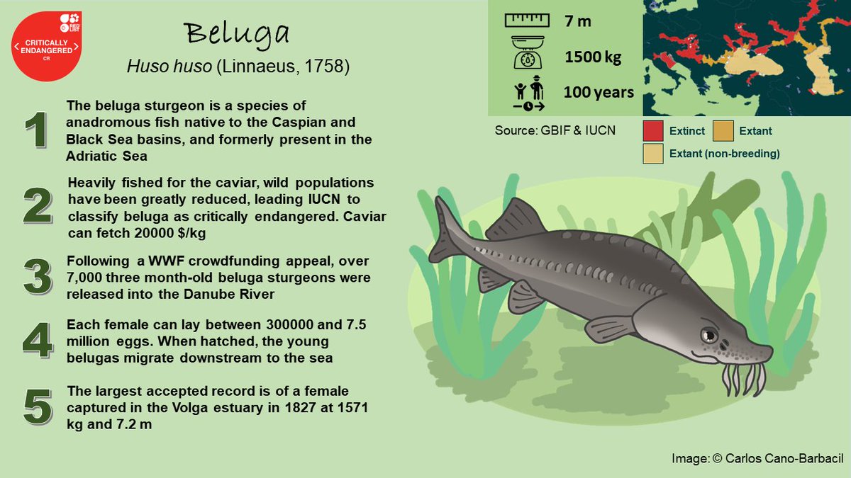 canobarbacil's tweet photo. Today is the first #SundayFishSketch of the year! Take a look at these #5FishFacts about beluga, a #meagfish native to the Caspian and Black Sea, famous for the caviar π
#sciart #scifish #scicomm https://t.co/9li36cQWy2