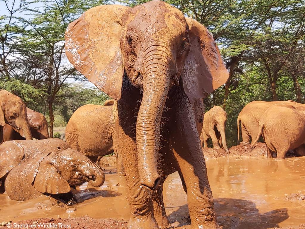 From one Rafiki to another #HappyNewYear from all of us.

(Discover this handsome, and presently muddy, chap's story at sheldrickwildlifetrust.org/orphans/rafiki)