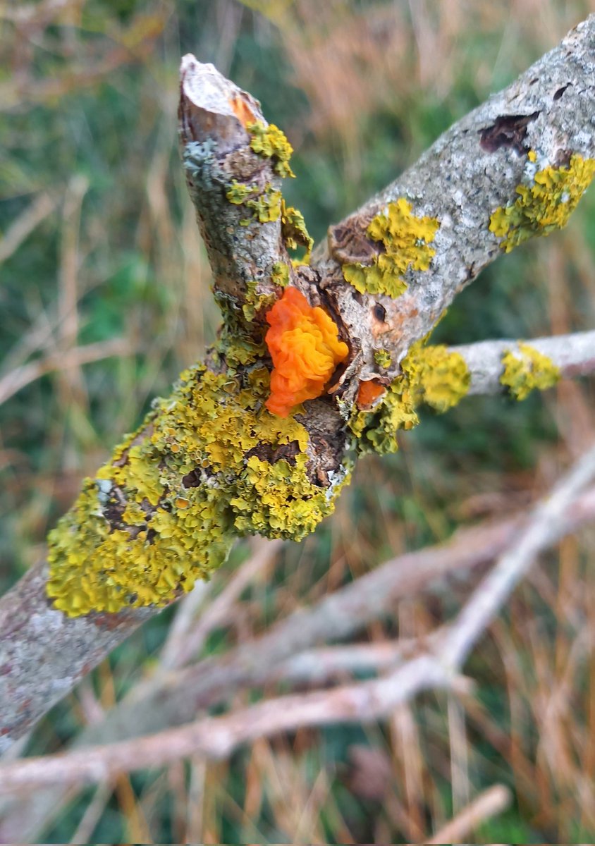 Amazing colours on this dry wind scorched Witches butter.
(Exidia glandulosa)
#mushroomtwitter 🍄