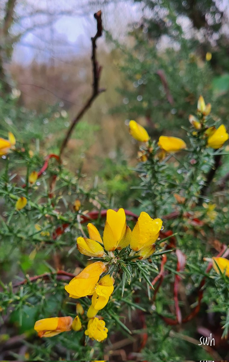 sam_hanna2112's tweet image. 01/01/23 Whins (gorse) flowering along the #Bann @ #Coleraine 
Second anniversary of this account - less walking and reading in 2022, because it was a busy year with work.  Will I walk, read and tweet more in 2023...watch this space @bbcniweather @wearetrekni @VisitCauseway