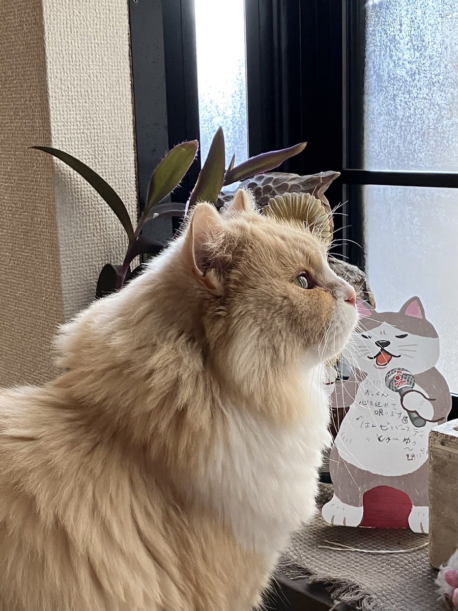 h1222o's tweet photo. 鳥を見つめるおっくん❤︎

#犬猫生活わんにゃん部 https://t.co/3eugGxxBMT