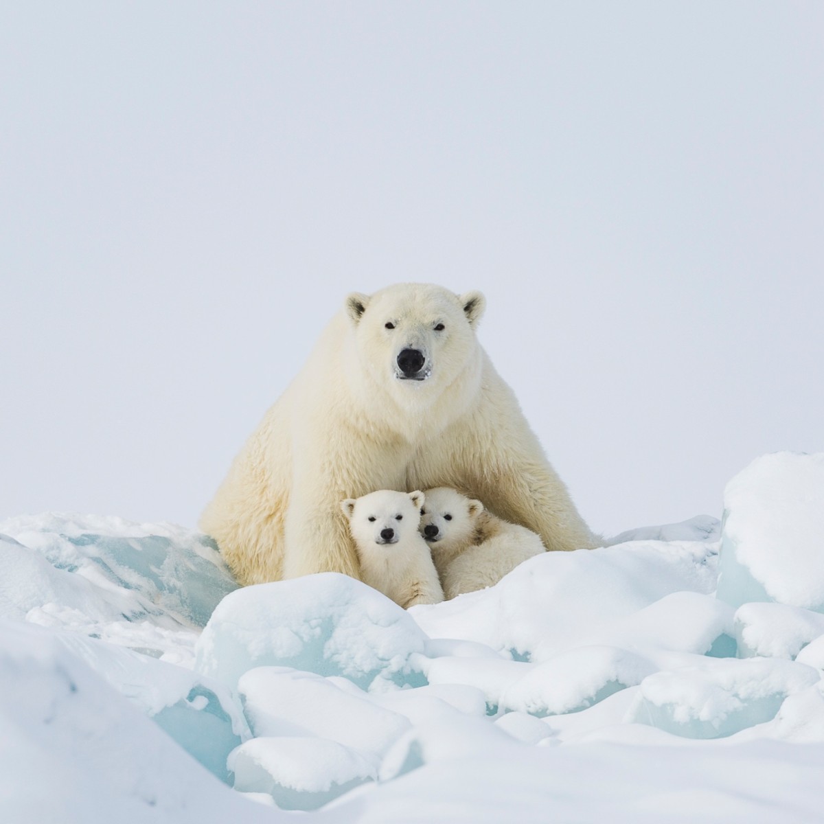 BBCEarth tweet picture