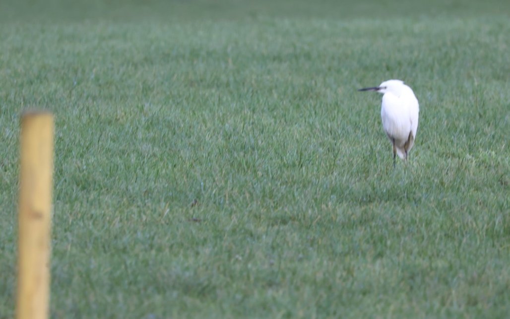 #pwc2023 3.5 hour walk around Shaw, Oldham produced 37 species including #patchgold Little Egret (only my second local one!!) and Goosander, also 4 Nutchatches, 4 Teal and 2 Dipper. Happy with that start 👍