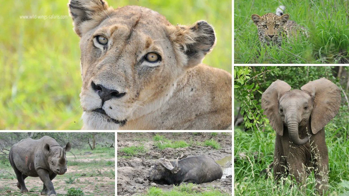 WildWingsSafaris tweet media