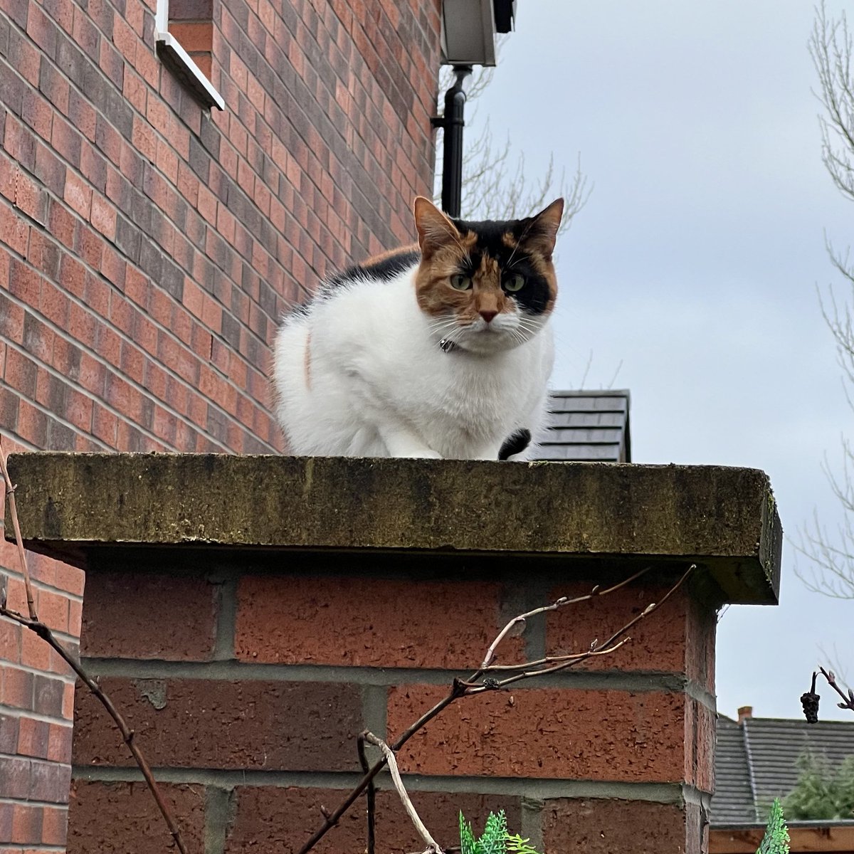 @thecatreviewer diligent sentry seen on NYD walk, unwilling to leave post for human affection – 13/10 for dedication to duty