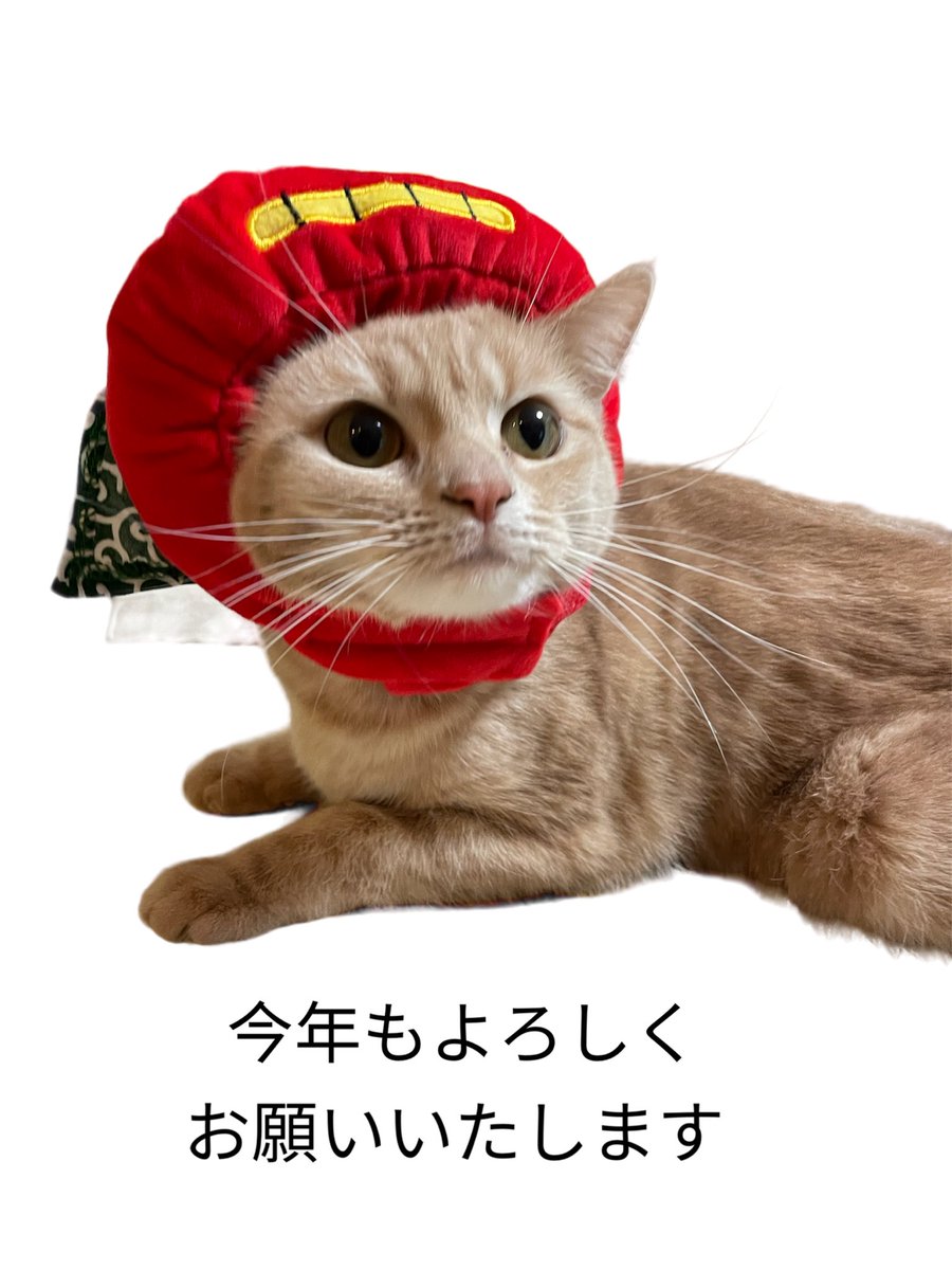 UchinekoChannel's tweet photo. 2023年もよろしくお願いいたします🎍

#猫　
#スコティッシュフォールド 
#猫好きさんと繋がりたい https://t.co/e698c0wRbs