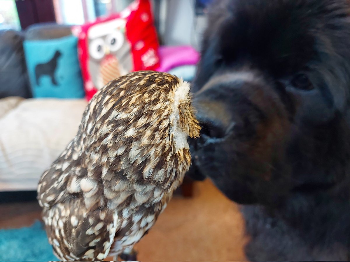 burrowingbolt's tweet image. Dogs are obsessed with sniffing butts, i had to have a word! 🙄🥴🐕🦉🤣 #dogsarefamily #dogsoftwitter #whatevernext #butt