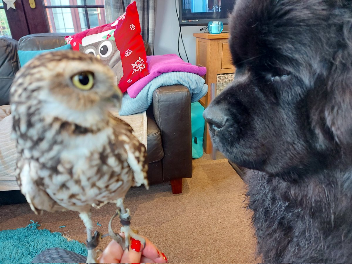 burrowingbolt's tweet image. Dogs are obsessed with sniffing butts, i had to have a word! 🙄🥴🐕🦉🤣 #dogsarefamily #dogsoftwitter #whatevernext #butt